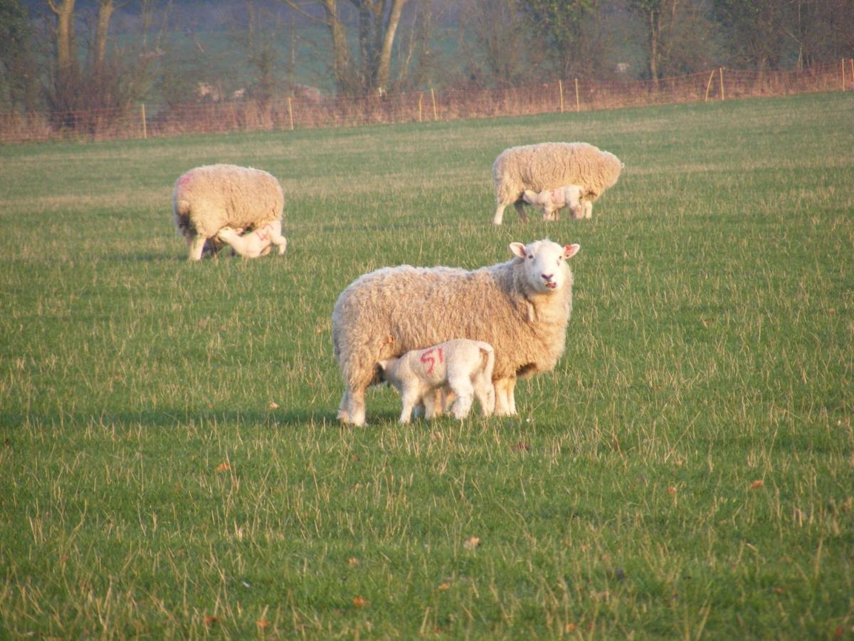Marshwood Farm B&B And Shepherds Hut Dinton  Екстериор снимка